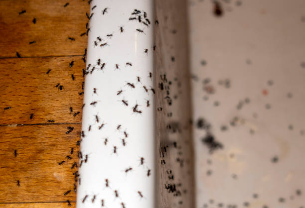 Best Cockroach Control Services  in Osseo, WI