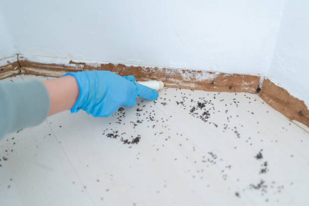 Best Mosquito Control Services  in Osseo, WI